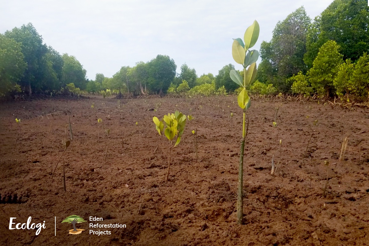 CaryTheClick's tweet image. Did you know that when you book a photoshoot with me, I plant a mini forest in your name? carysmart.com/2021/11/3/a-mi…
Photo credit: Ecologi &amp;amp; Eden Reforestation Projects
#carbonnegativeclimatepositive #cop26 #sustainablebusiness #ecofriendlyphotographer #climateaction #reforesting