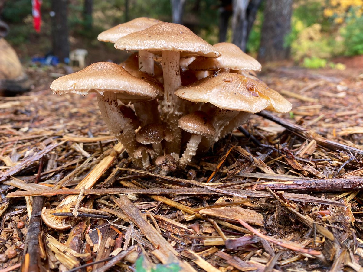 tinypeppa's tweet photo. gangs all here 🍄 #Armillariasinapina #milkcap #Russulacyanoxantha #Astraeushygrometricus https://t.co/4yGt0I7Rci
