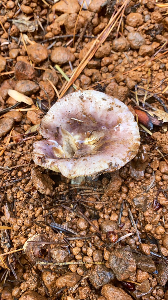 tinypeppa's tweet photo. gangs all here 🍄 #Armillariasinapina #milkcap #Russulacyanoxantha #Astraeushygrometricus https://t.co/4yGt0I7Rci