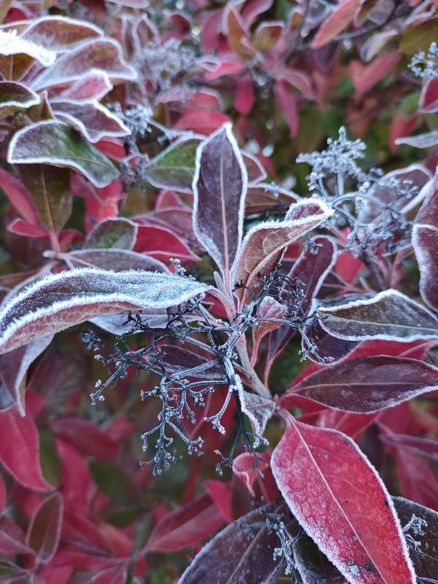 TPCCHort's tweet photo. A beautiful hard frost this morning. https://t.co/N6xjWRxz4q