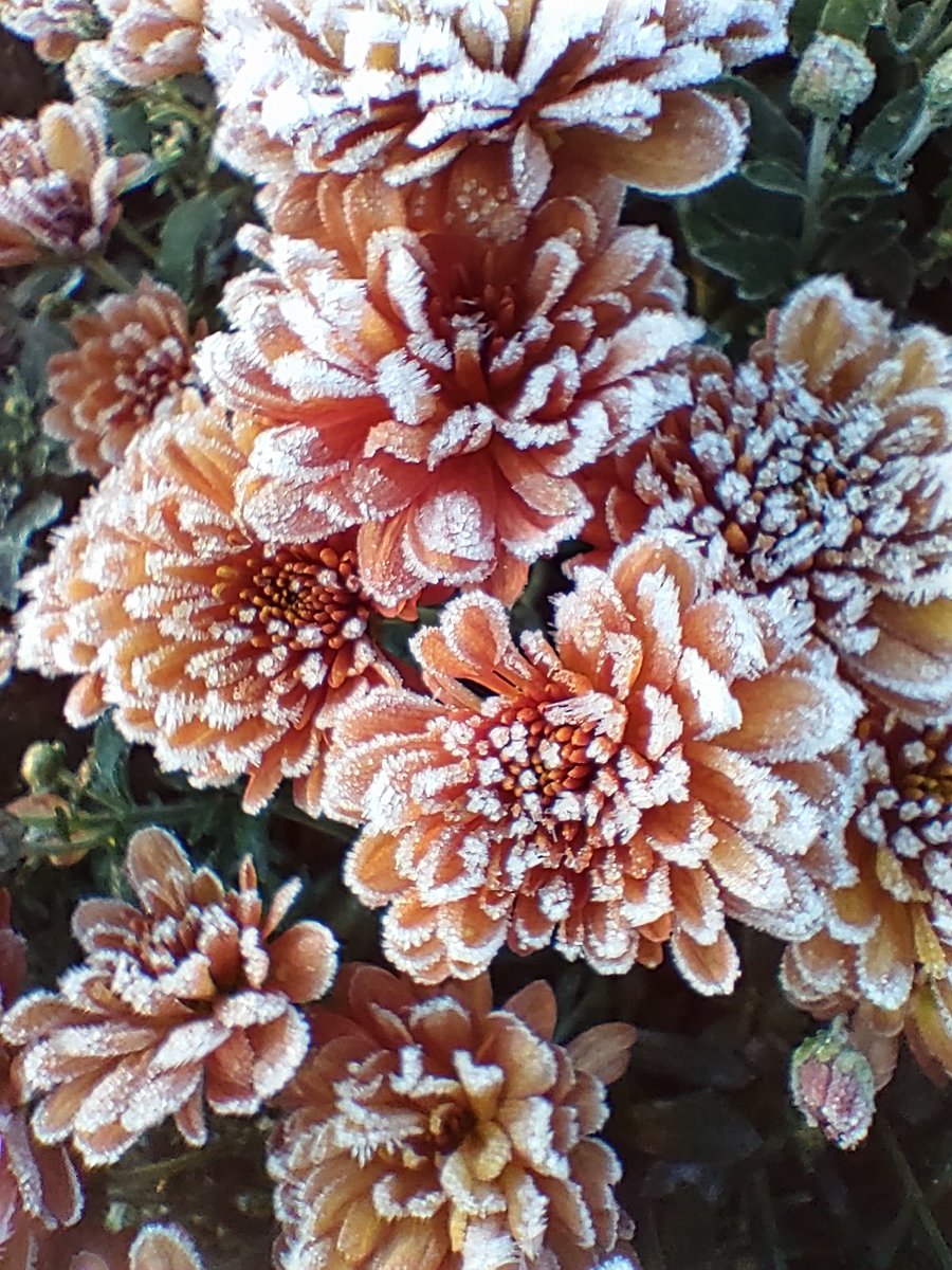 TPCCHort's tweet photo. A beautiful hard frost this morning. https://t.co/N6xjWRxz4q