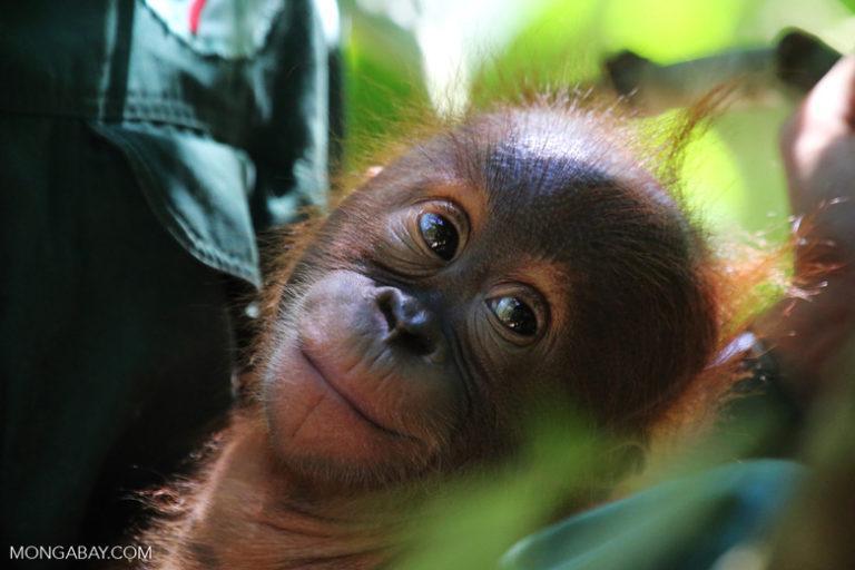 MongabayIndia's tweet photo. Mongabay internships for Spring 2022!
Interns will have the opportunity to develop writing skills and have stories published on @mongabay which boasts 2 million global readers every month.
#Journalism #EnvironmentJournalism #Internships  https://t.co/NiCg40KWwR https://t.co/fwNUPuArZl