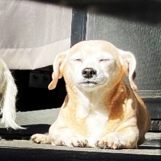xNiteLife's tweet photo. One happy dog! #dog #dogsofinstagram #dogmom #doglife #furbaby #cute #cuteanimals #instadog #sunbathingdog #sunny https://t.co/VCGgp1XuCr https://t.co/MgrHhVxD1g