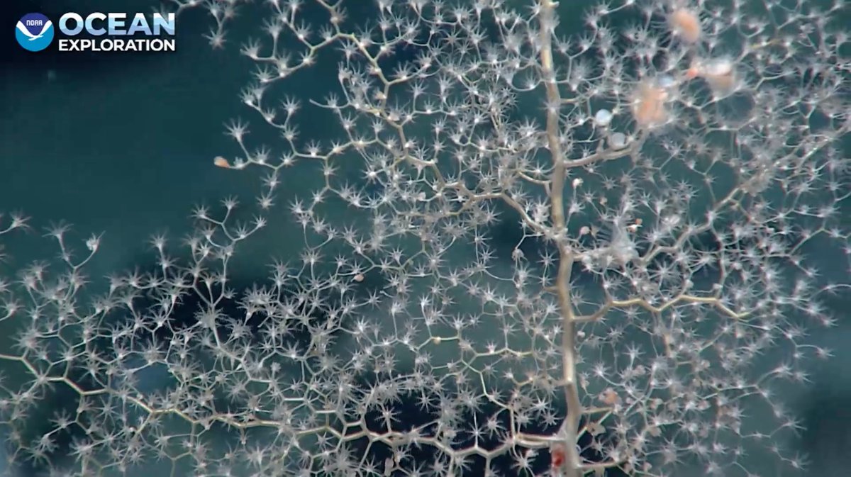 echinoblog's tweet photo. Lovely Chrysogorgia coral! 3625m #Okeanos Blake Spur Trough! showing off some anemones and other commensals https://t.co/R4PETYpe7T