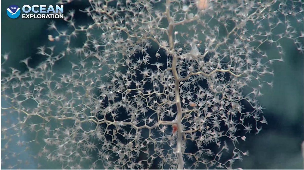 Lovely Chrysogorgia coral! 3625m #Okeanos Blake Spur Trough! showing off some anemones and other commensals
