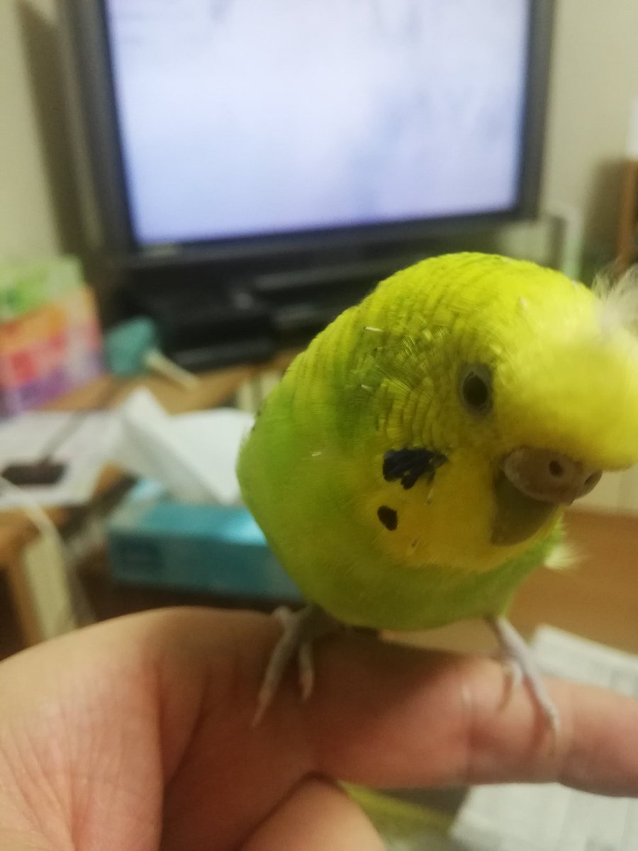 #セキセイインコのなち
今日のなっちゃん🕊️
