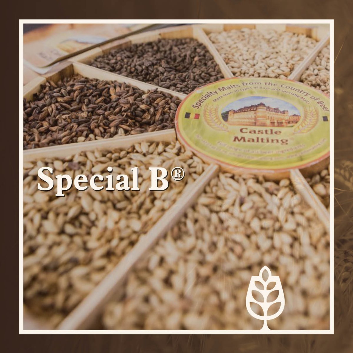 brewersselectie's tweet photo. Special B® is the darkest of the Belgian caramel malts from Castle Malting!
It has a unique aroma &amp; flavour that is very complex. It imparts a heavy, dark caramel taste with more subtle notes of burnt sugar, raisin, and dark dried fruits such as cherries and plums.
#stoutseason https://t.co/IkAmztkpNH