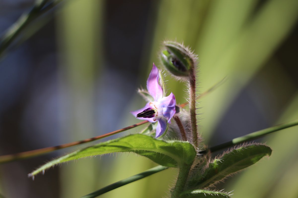 Yesterday started snowing - Yet, some of my flowers are alive! © photo by Elysse Poetis #ElyssePoetis #Author #Poet #Photographer #Flowers #KW #Waterloo #ON #Canada 
