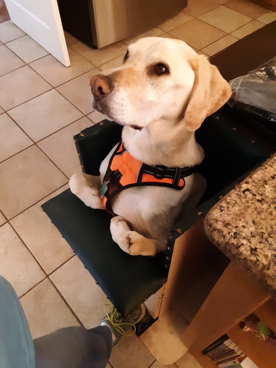 LinNoOne's tweet photo. the way he curls his paws 🥰 #megaE #megaesophagus #baileychair https://t.co/OZZukSuzgc
