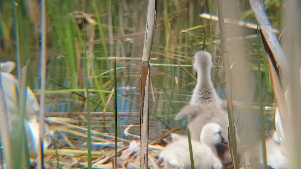 emwallet1's tweet photo. Cute Baby Swan Flapping Its Wings https://t.co/r6dVDScKs4 via @YouTube https://t.co/D3qFjRfFKX