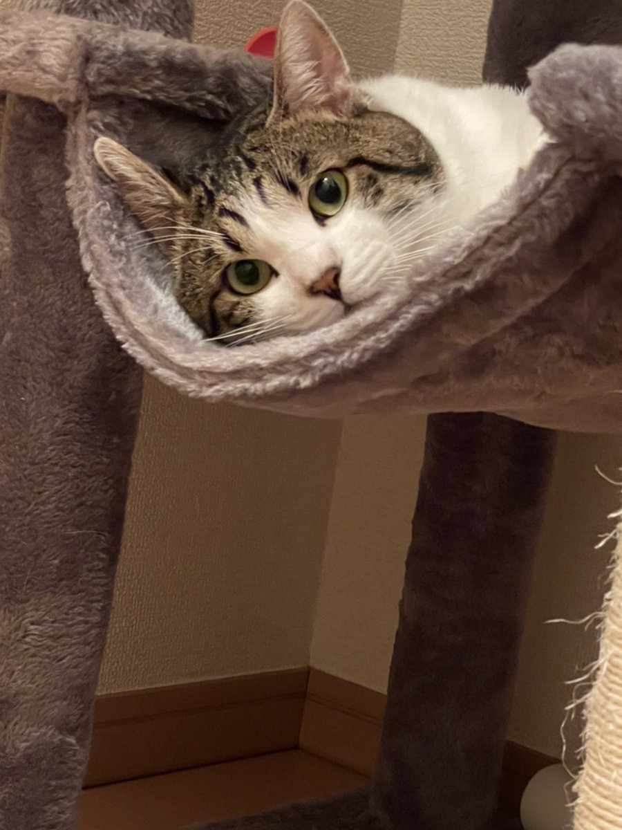 こんばんにゃっ🌃