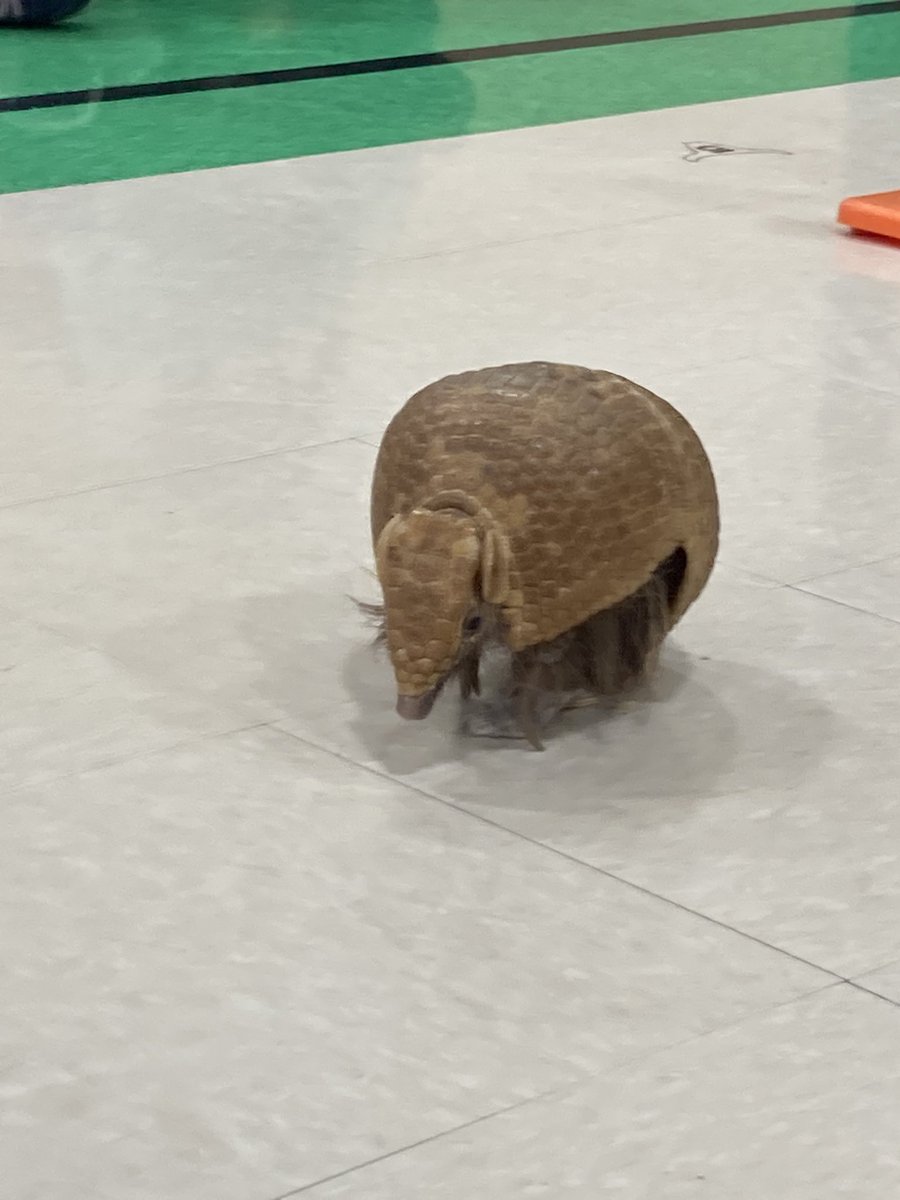 3rd grade students enjoying animals from Barn Hill Preserve! <a href="/NISDKallison/">Kallison Elementary</a> #leadthecharge