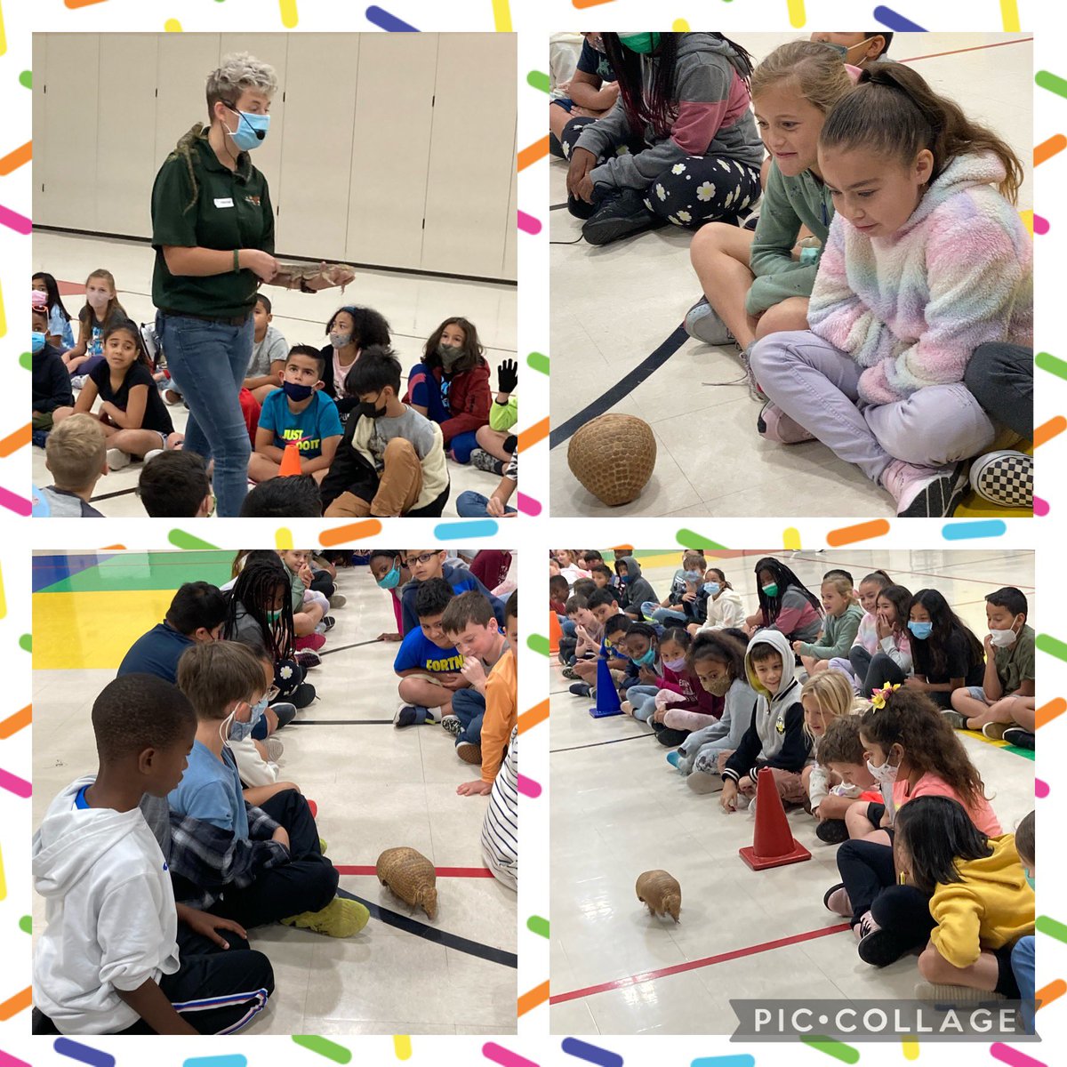Kallison3rdGr's tweet photo. 3rd grade students enjoying animals from Barn Hill Preserve! @NISDKallison #leadthecharge https://t.co/f4jWaqFOIZ