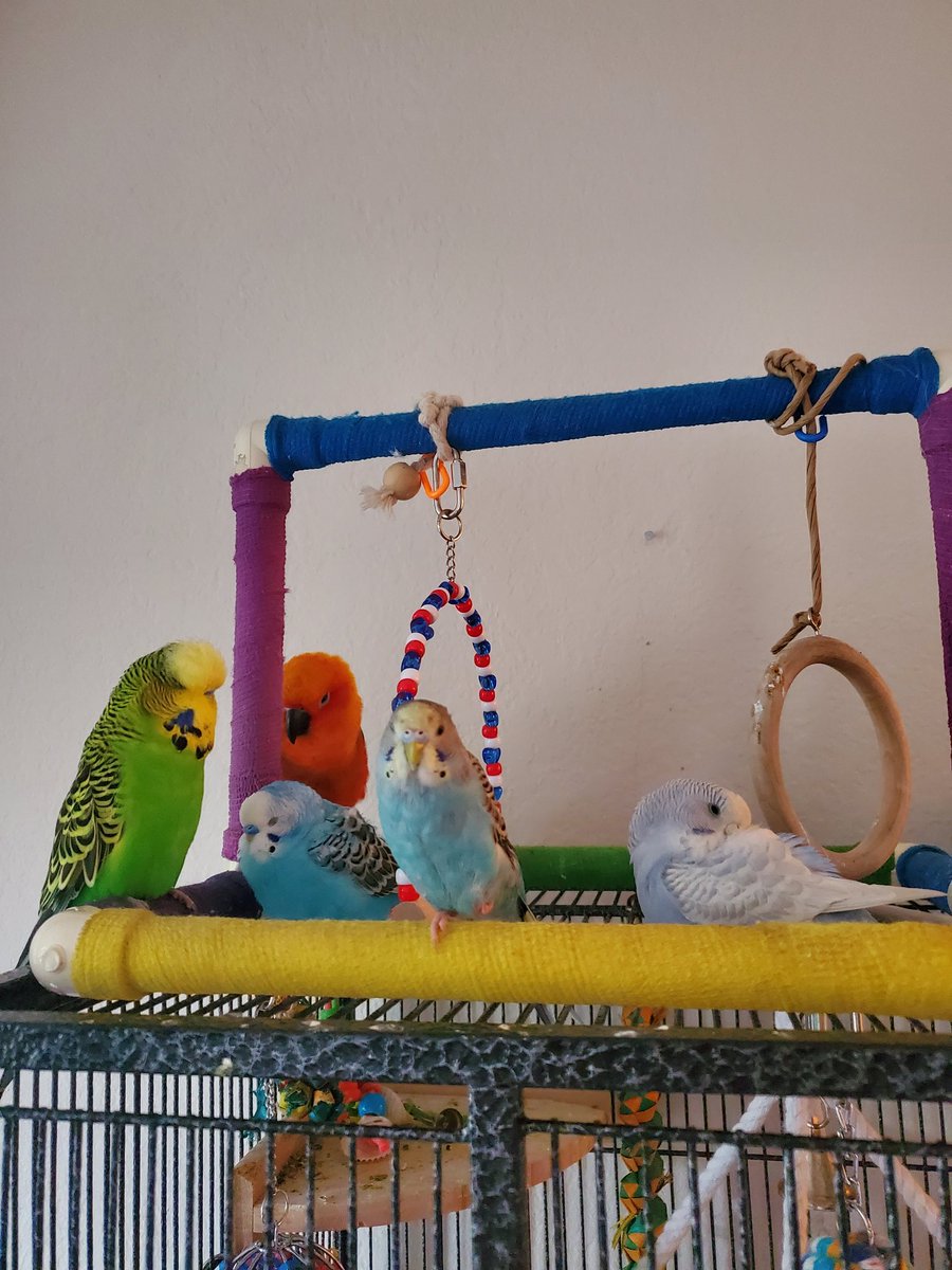 xBadBudgie's tweet photo. @Twitch From left to right these are my adorable babies: Reggie, Fynn (orange one), Obi (floofy aqua), Kylo and Sati. My angels 😇 💚🧡💙🖤🤍. https://t.co/TQyRYgm7uE