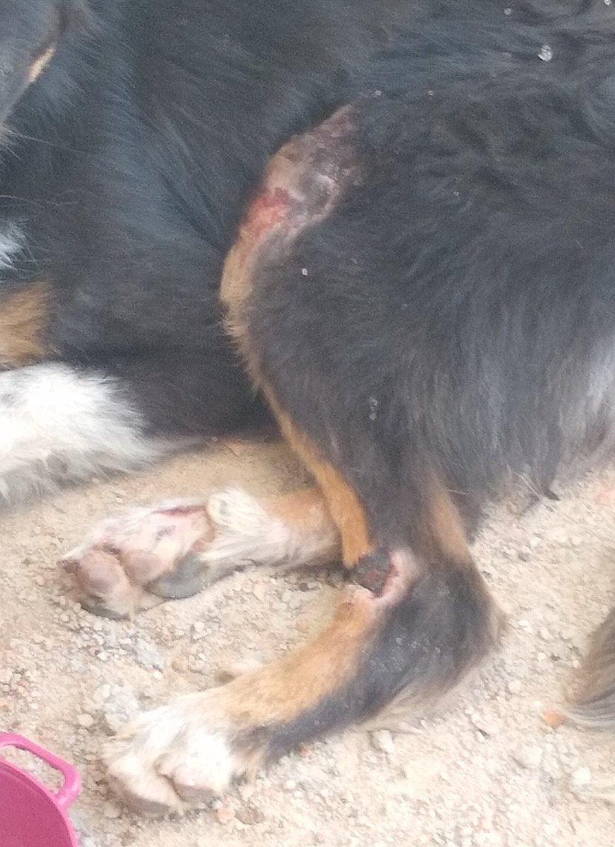 kuravl's tweet photo. minha amiga achou um cachorrin q parece estar atropelado aqui perto de casa, alguem sabe uma ong ou vet na zona norte de sp q possa pegar ele? n temos dinheiro pra pagar... https://t.co/ejCbWUKd1s