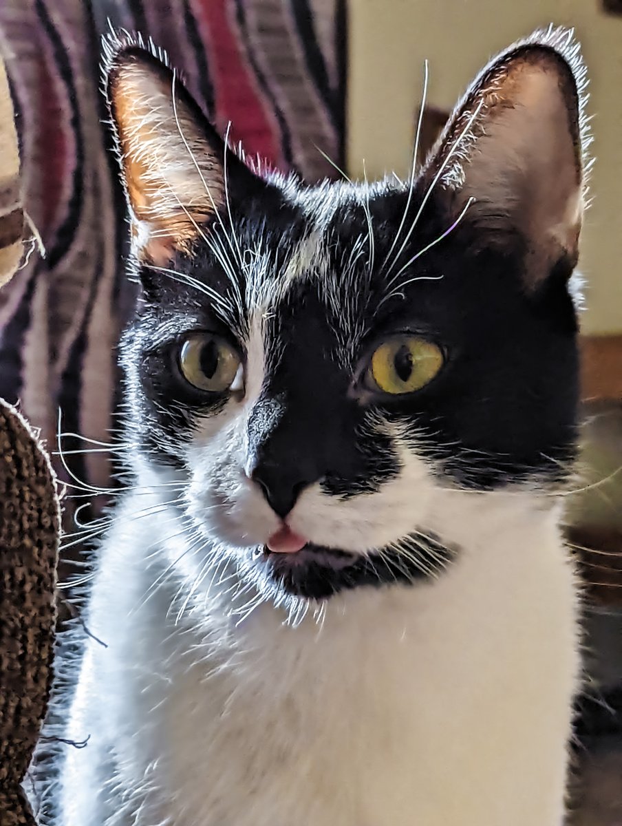 scamperbeasts's tweet photo. Give us this day our daily blep https://t.co/W2GVTRYbV4