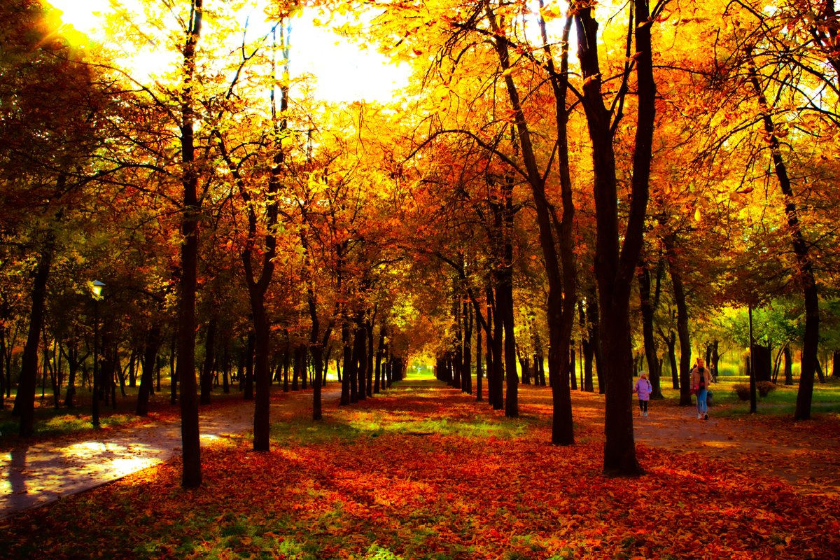 📷 15.10.2021
#photography #ukraine #kyiv #autumn #fall #outdoor #outdoors #outdoorphotography #park #nature #naturephotography #citylife #autumnvibes #autumnaesthetic #fallenleaves #kyivphoto #kyivphotography