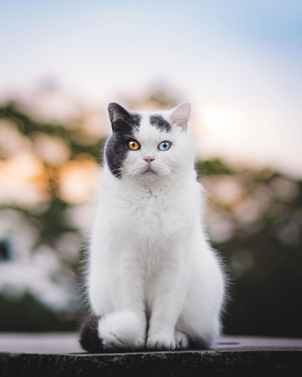 HepperOfficial's tweet photo. Every step you take...I'll be judging you, every single day, I'll be judging you...
photo via @glueckskatz
#hepper #CatsOfTwitter #cats #CatsofTwittter #catsofinstagram #catstagram #CatsLover #catsoftwitteer https://t.co/WPGuQNUOLS