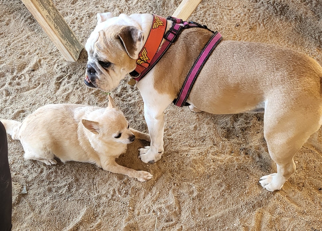 pepper_senior's tweet photo. Here at Pepper's, we have dogs of all sizes and shapes, like Pennie and Piper here. 

At Pepper’s, it doesn’t matter whether a dog is with us for six years, six months, or six days. The love and care they’ll receive knows no limits, boundaries, or conditions. https://t.co/YeupVq1WCA