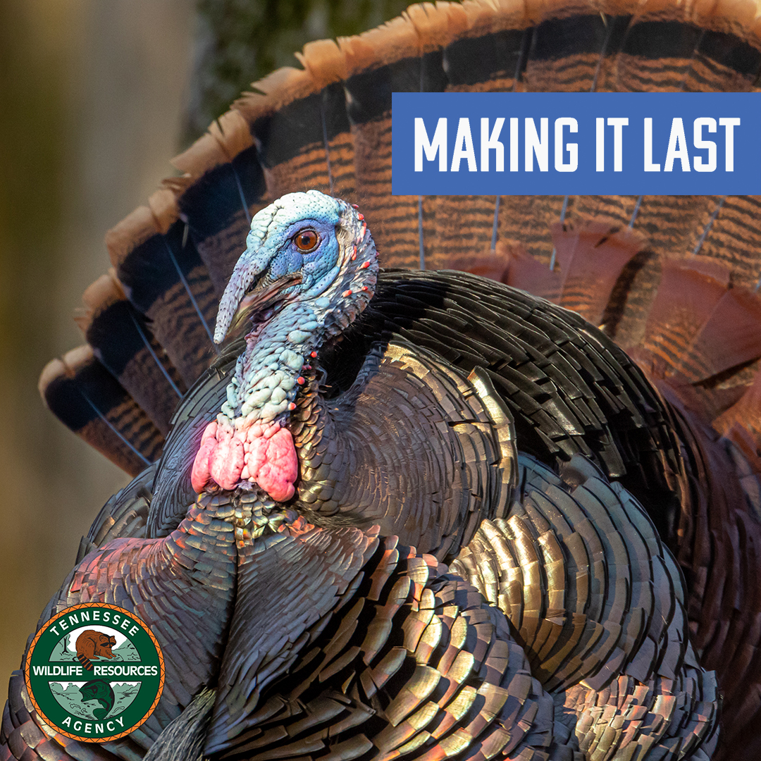 tnwildlife's tweet photo. #MakingItLast
This month we give thanks for all people who buy hunting and fishing licenses. If it werenโt for you, there would be no turkeys in TN! Thanks to license dollars, turkeys and deer were restocked and are thriving. License holders are true wildlife conservationists! https://t.co/sDSKacmT7A