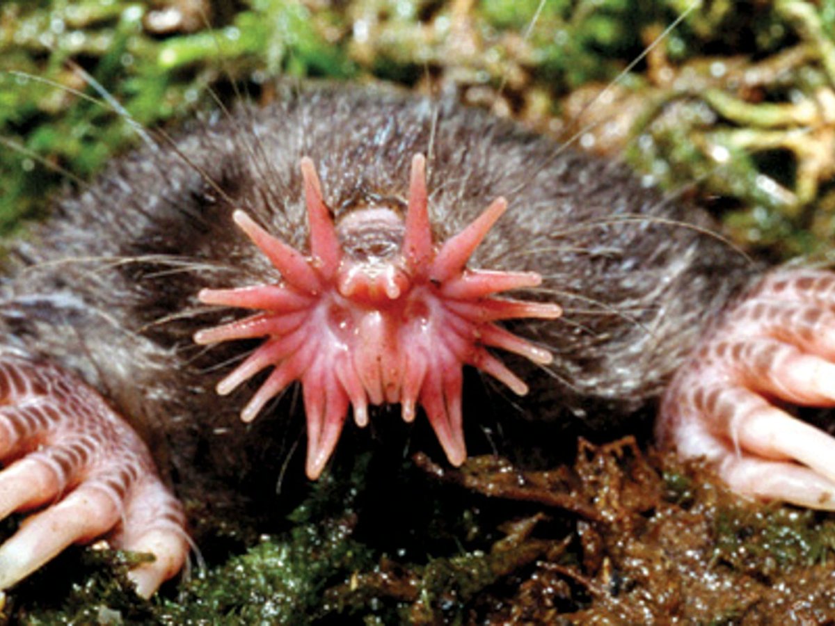 G0ldenSapphire's tweet photo. aimsey have you ever heard of a star-nosed mole? #campfiretalks https://t.co/lk4ojEq0w0