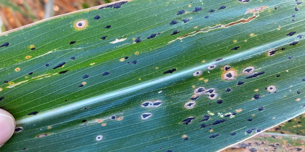 CCASoundAdvice's tweet photo. Sponsored

Join us on Nov. 18th at 11 a.m. central for a free Winter #Webinar Series sponsored by @CropNetwork! First in the series - Tar Spot: Trends and Management. Learn more or register: https://t.co/OoAhmbWEi1 https://t.co/Gcs8q2MDsq