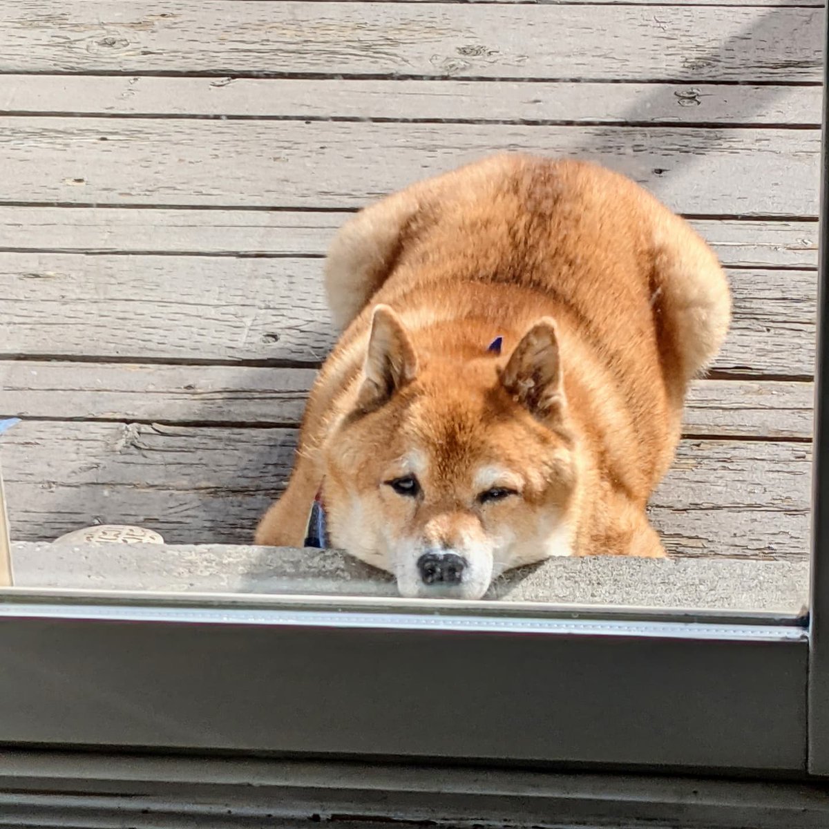 HaHaHaJai's tweet photo. HOOMAN! You forgot I'm outside!!! I bored and waiting! 😑

#shibainu #shibalife #shibanap https://t.co/RbJx7j1m23