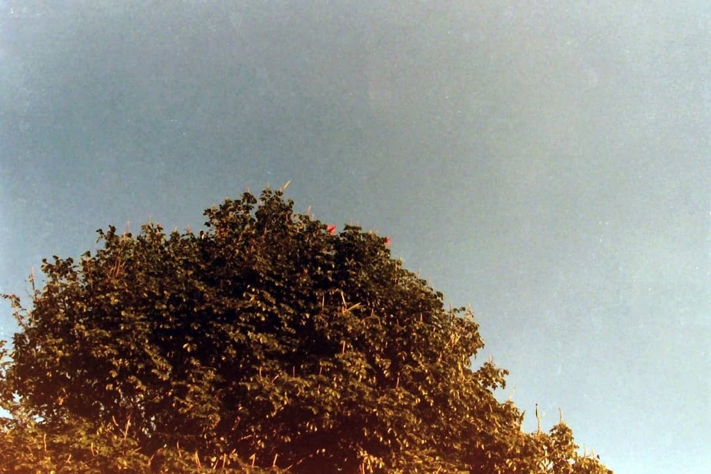 atescherim's tweet photo. A forest.
.
.
.
#boxspeed #ultramax #ultramax400 #kodakultramax400 #kodakultramax #redditanalog #analogfeature #ishootfilm #city #ciudad #streets #street #streetphotography #fotografiaurbana #urbanphotography #blackandwhite  #archillect #visualambassador… https://t.co/2G2IEIJsjm https://t.co/7fyZZ1FN2P