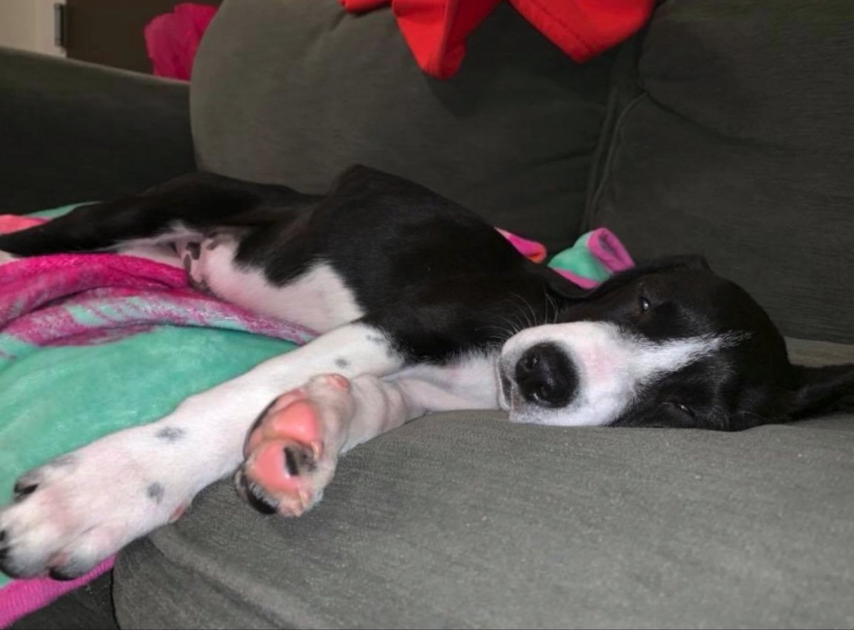 syolson2498's tweet photo. Happy gotcha day from my crazy lil one-toe missing, Bug. So glad a couple of irresponsible college students got a puppy with a ‘poor’ health score! https://t.co/vMghpY7m8J