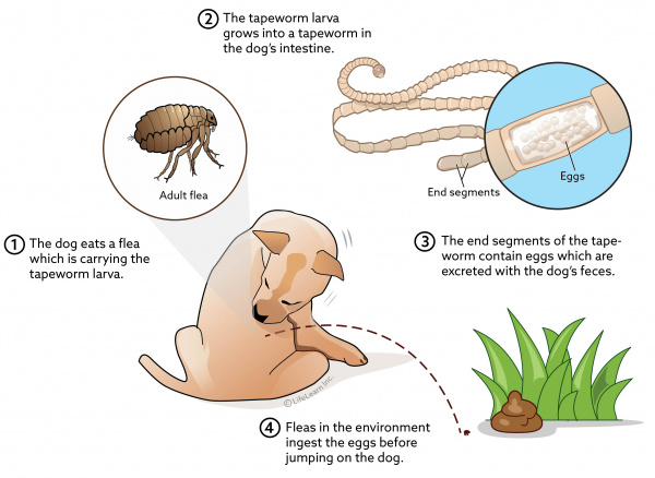 RichHillAH's tweet photo. Unlike other #intestinalPetParasites, dogs don’t get #tapeworms by eating the tapeworm eggs, but by swallowing fleas that have eaten tapeworm eggs. So fleas are the carrier. #animalHosptial #petParasitePrevention https://t.co/UYOrAdTMUT https://t.co/kOQSw4hhah