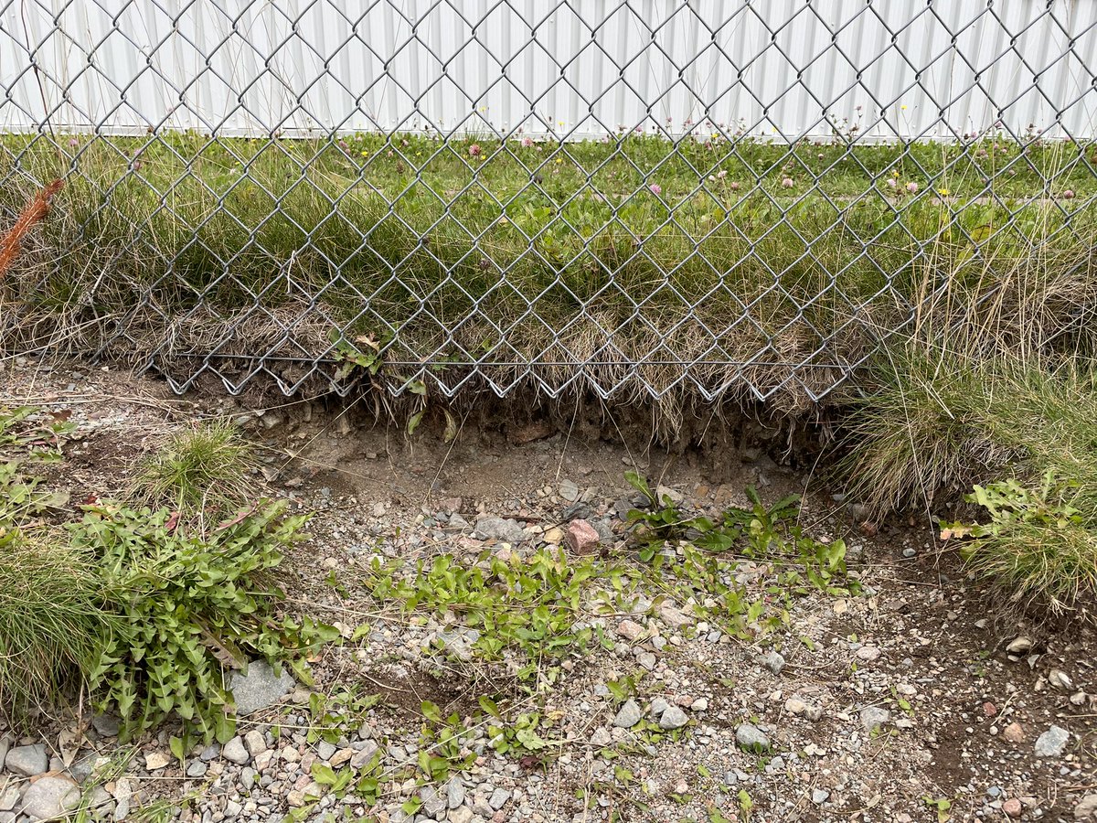 Wendy Myles tweet media