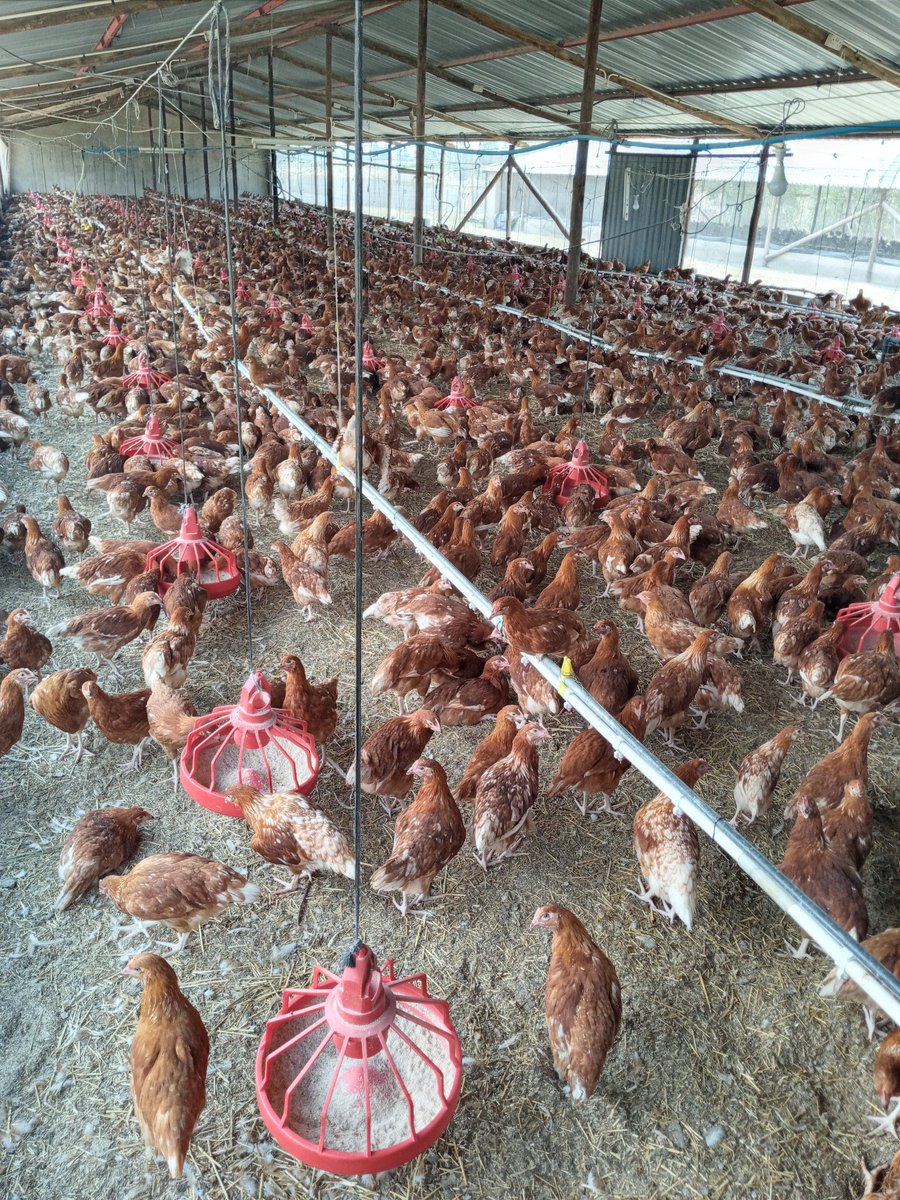 Biosecurity✔
Worksuits ✔
Get dirty 😃
With <a href="/Tinashepk/">Tinashe P K</a> doing what we know best💪