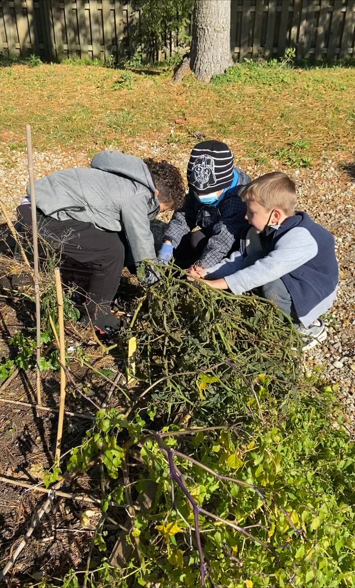 Learning about plant parts and functions comes to life in the school garden! <a href="/GranbyGators/">Granby Gators</a> at garden recess today will forever remember that one function of roots is to anchor the plant in the ground! Videos of these hard workers in the comments! 💪🏽

#ItsWorthIt