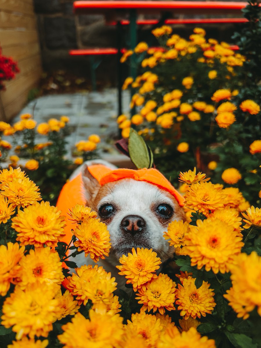 rickstwe's tweet photo. @NPRinterns Picked this one out in the pumpkin patch 🎃 https://t.co/CUNrcCHL3B