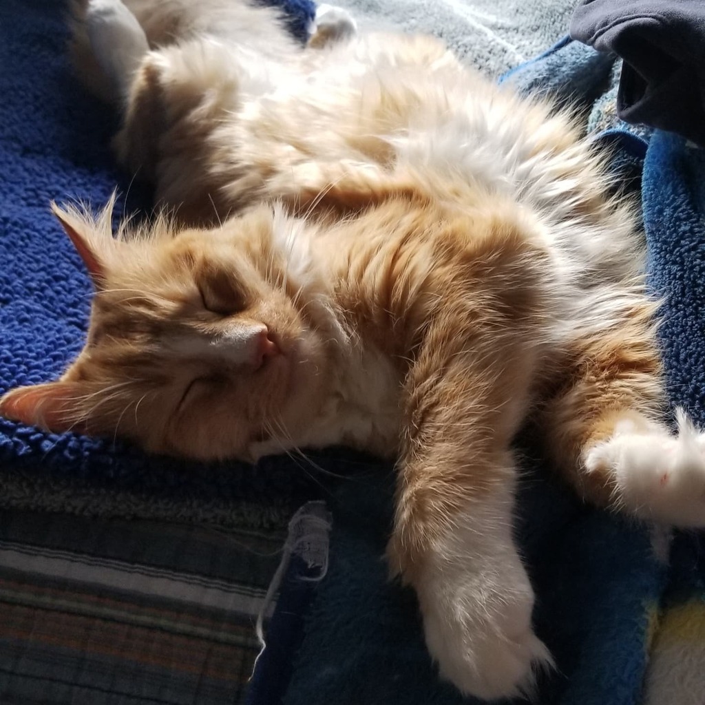 ThomasWaffles's tweet photo. Wore out from Halloween.

#fluffcat #wafflecat #lazycat #orangecat #catsofinstagram #sleepycat https://t.co/hwU1gjGlOI https://t.co/k8oHpSlWP9