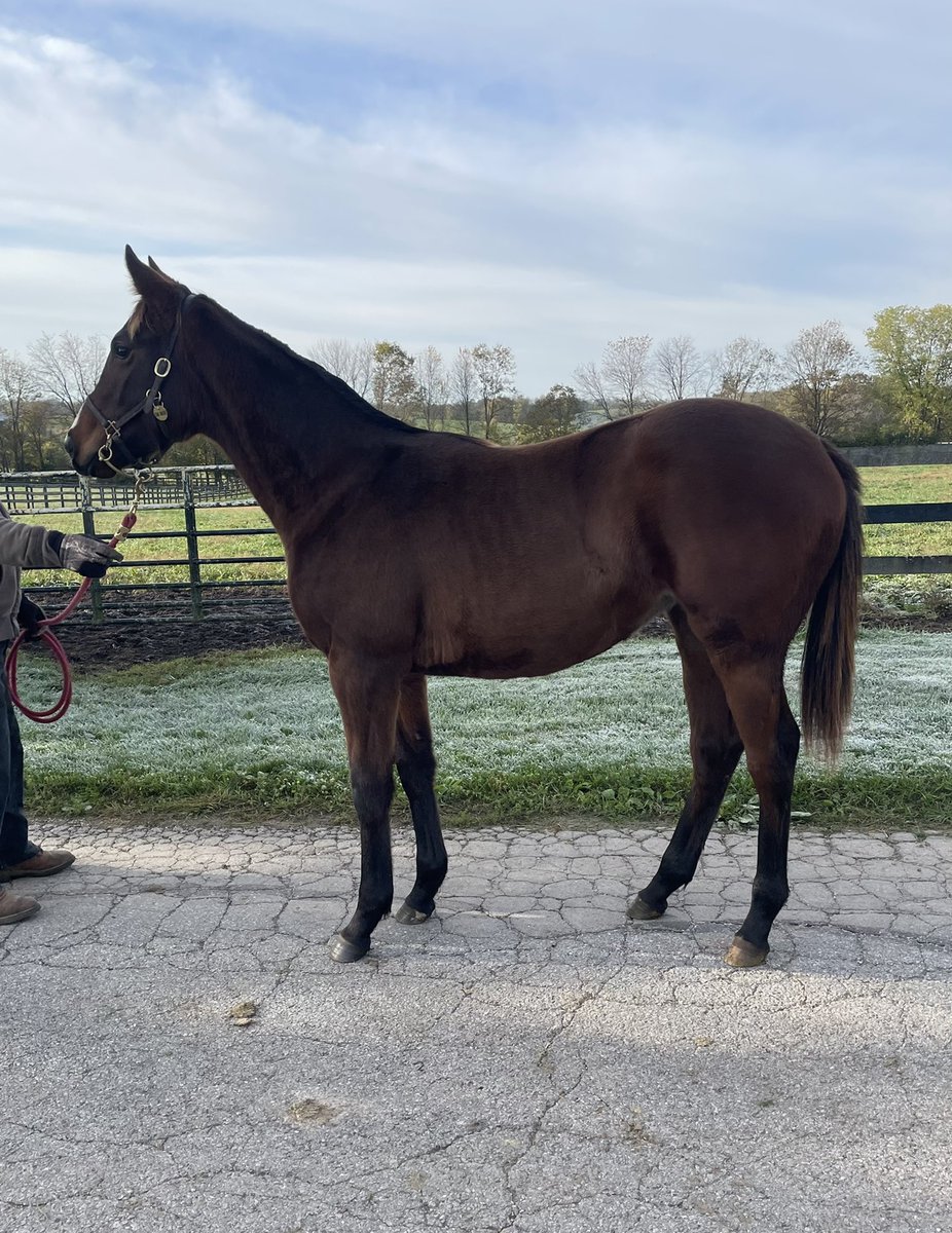 CaryBloodstock's tweet photo. Awesome filly by the red hot Munnings heading to the @keenelandsales November sale with @EatonSales1. @louisianabred bred by @CoteauGrove . The next #Kimari ?? https://t.co/qChUgIlFUR