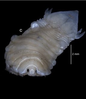 NicoJSmit1's tweet photo. Day J for #ParasiteABC and I can introduce you to a little know fish parasitic isopod, Joryma malabaricus described by our colleague @anee3716 et al. There are only 6 known species of Joryma and they live mainly in the gill chamber of sardines. 📸 by @anee3716 https://t.co/pd4ATmsU5O