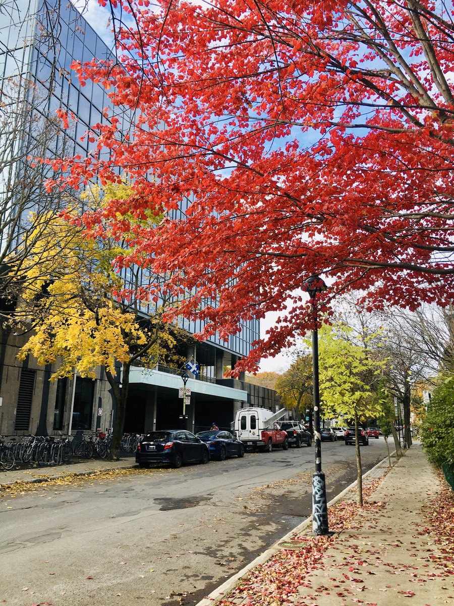 #autumn #MtL <a href="/LePMR/">Arrondissement du Plateau-Mont-Royal</a> 🤩