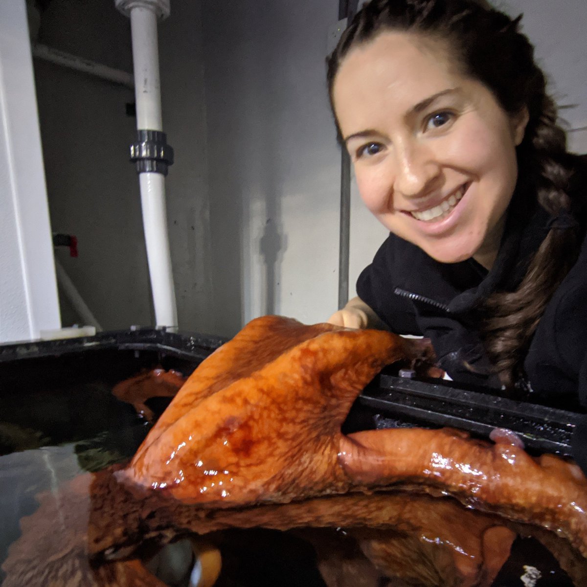 HookedOnScience's tweet image. Octopus research in action 🐙🐙

If you haven't caught up on last week's episode about octopus behavior with @MegHolst, it's a MUST listen!

Find ways to listen at the link in the bio!