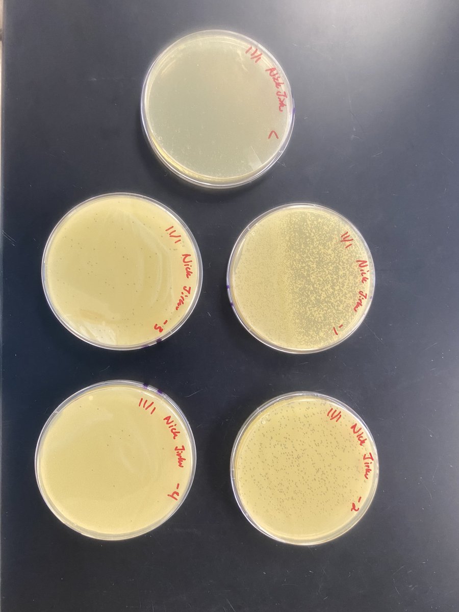 PPhinders's tweet photo. Throughout the week we’ve been picking plaques and preparing for creating webbed plates. Dilutions were created up 10^-4. Based on the results of the plates, I’ll be going with my Lysate plate to create my webbed plates. - Nick Jirku https://t.co/ExSEDJ3N5L
