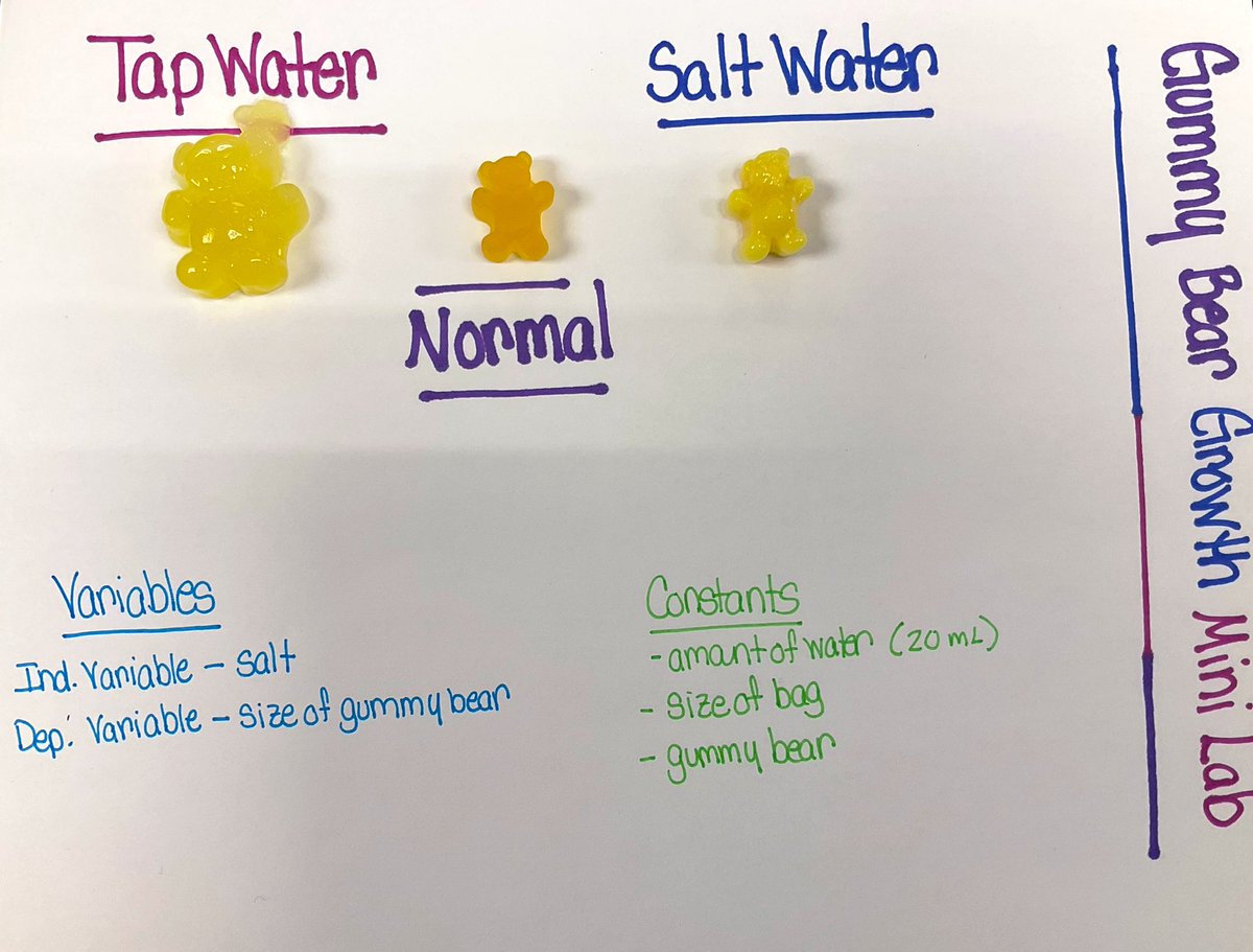 EducatorMNS's tweet photo. Gummy Bear 🐻 Growth Lab 🥼
Students learned how osmosis occurs in the cells by observing gummy bears in different environments.
This lesson involved:
🔎Observation
📚Research
📏Mathmatics (measuring and calculating)
👩🏽💻Technology
👥 Colloaboration
✍🏽 Writing
#CellTransport https://t.co/Zl5t0o4gyw