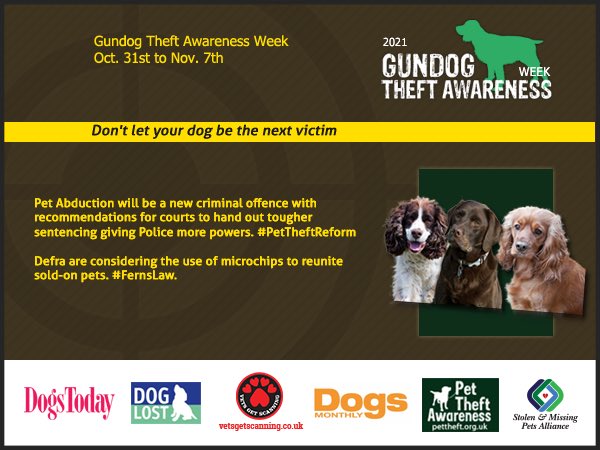 #SpanielHour #GundogTheftAwarenessWeek MINTY lost female young adult Black with white chest Was lost on fields off THROOP ROAD, #Templecombe SOUTH #Somerset #BA8 30/10/21 TAGGED/CHIPPED&SPAYED 🚨LOCALS 🆘 it’s coming upto #Bonfirenight 😪 doglost.co.uk/dog-blog.php?d…