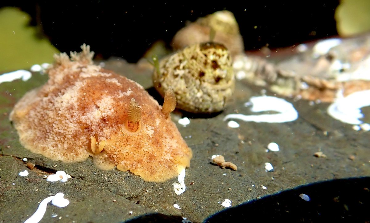 The Rock Pool Project tweet media
