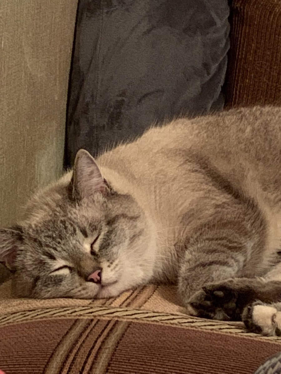 sharon_fzl's tweet photo. Я: выкладываю в сториз фотки своего любимейшего котика и ожидаю получить миллион комплиментов о том, какое он чудо 🥰🥰😍🥰🥰😍 

Люди, посмотревшие сториз: https://t.co/hf80UxcvSq