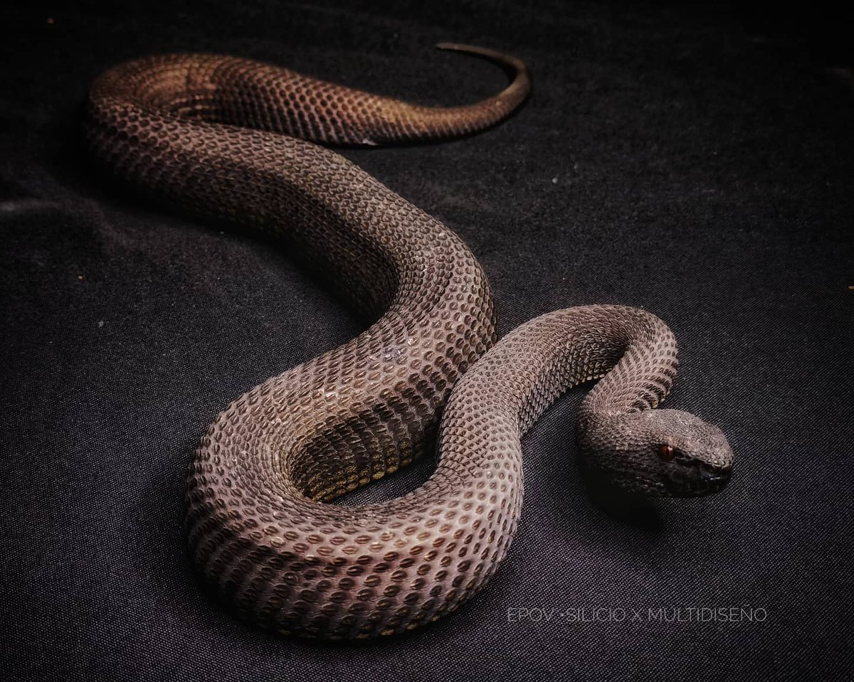 ExpoLaCulebra's tweet photo. Trimeresurus purpureomaculatus
Víbora de manglar.
#Trimeresurus purpureomaculatus
#viboras #viper #viperidae #mangroveviper #Trimeresurus #venenosa #venomoussnake #venomous
#serpientes #snakes
#herpetario
#exposicionesEnRenta #rentaDeExposiciones
#exposicioneslaculebra https://t.co/vV44cjQ9ER