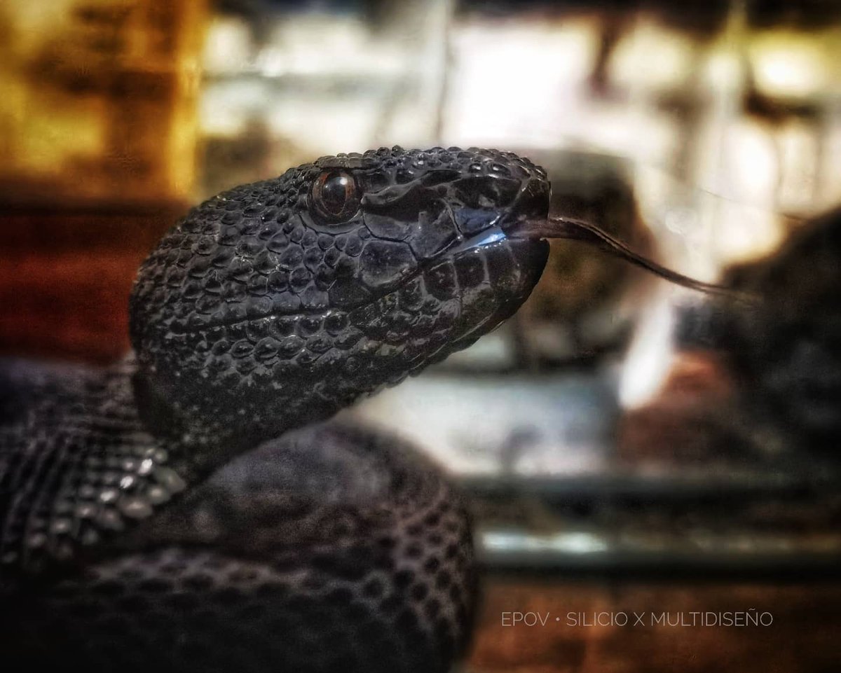 ExpoLaCulebra's tweet photo. Trimeresurus purpureomaculatus
Víbora de manglar.
#Trimeresurus purpureomaculatus
#viboras #viper #viperidae #mangroveviper #Trimeresurus #venenosa #venomoussnake #venomous
#serpientes #snakes
#herpetario
#exposicionesEnRenta #rentaDeExposiciones
#exposicioneslaculebra https://t.co/vV44cjQ9ER