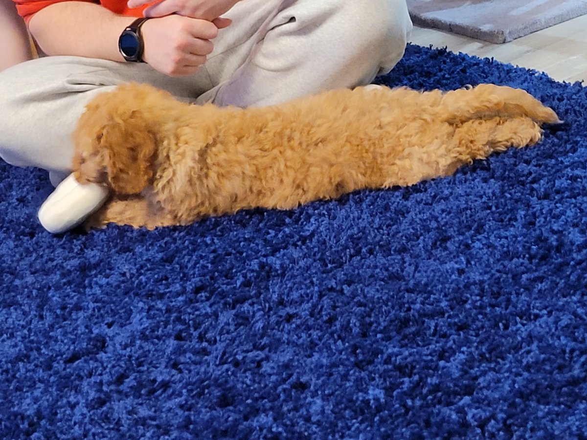 Marieee2912's tweet photo. And he's home
Watson 😍😍😍 https://t.co/FFcXdXmQEx