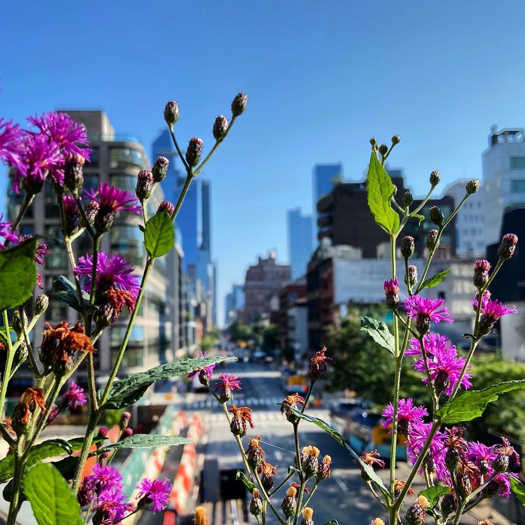 High Lineさん Highlinenyc Twitter High Lineさん Highlinenyc Twitter