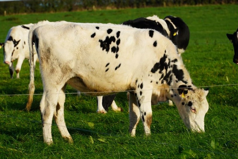 EmeraldHolstein's tweet photo. https://t.co/7NImetup5y