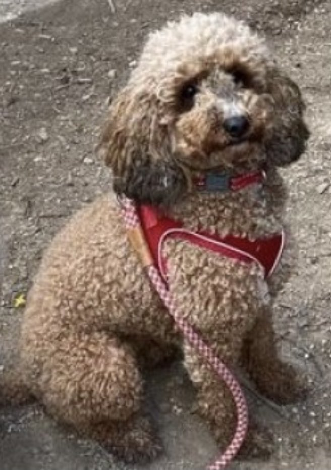 rosieDoc2's tweet photo. #SpanielHour
#GundogTheftAwarenessWeek
MALTEASER #cockapoo missing
VERY SCARED
31/10/21
#Lechlade / #Buscot area
ESCAPED GARDEN whilst visiting friends #GL7
Female/adult
brown & curly
https://t.co/TGiRV6LQWZ
@bs2510 @gelert01 @karensarah66 @MolliePug @alid2912 https://t.co/lesNDDLlGx